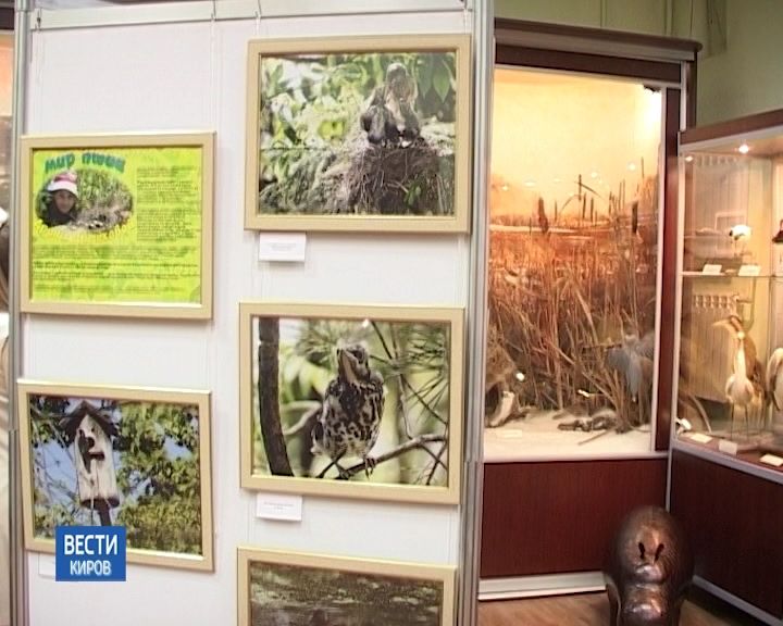 В Кирове открылась фотовыставка птиц работ юной кировчанки Арины Цветковой