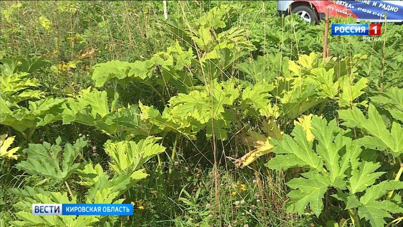 В Кирове готовятся к борьбе с борщевиком